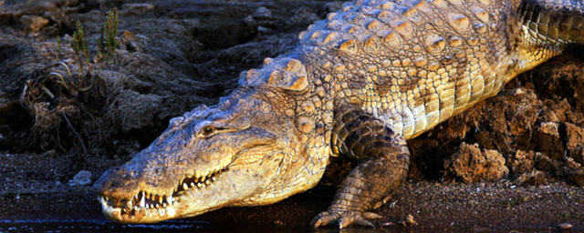 В Индии задержали серийного убийцу, который скормил крокодилам 50 человек