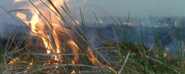В Якутии ликвидировали восемь лесных пожаров