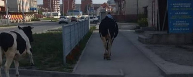 В Бердске власти запретили жителям держать коров