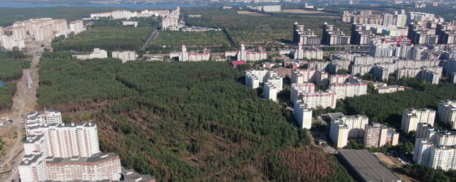 В Воронеже приостановили вырубку Северного леса