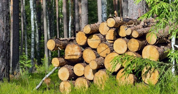 Правительство России узаконило право частных лиц выращивать и продавать лес