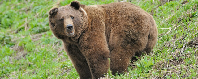 В Новосибирске возле дендропарка ищут сбежавшего медведя