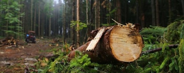 В Томской области сельского депутата задержали на незаконной рубке леса