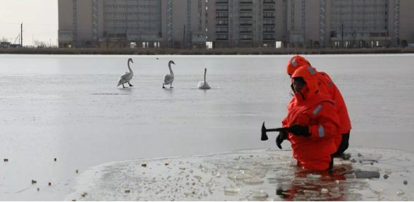 Крымские спасатели вызволили лебедей из ледяного плена на озере Сасык-Сиваш