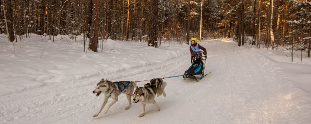 В Новосибирской области проходит «Рождественский заезд» на собаках