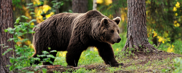 Минприроды Новосибирской области разрешило застрелить опасного медведя в Колыванском районе