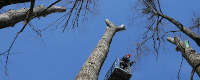 В Улан-Удэ приступили к санитарной обрезке деревьев