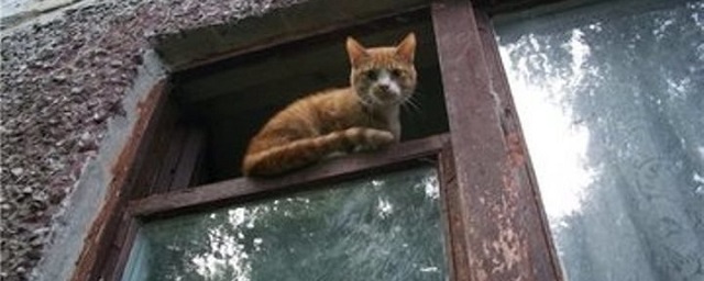 30 кошек оставила бывшим соседям самарчанка, и требует деньги за то, чтобы убрать животных