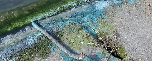 Челябинские экологи объяснили бирюзовую пену на озере Смолино, напугавшую горожан