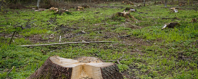 В Ульяновской области выявляют незаконные рубки леса с помощью спутника