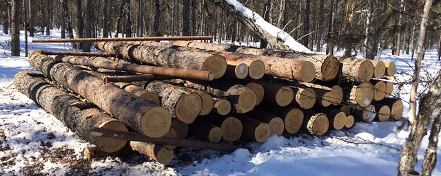 В Иркутской области будут судить четверых мужчин за незаконную вырубку леса на 1,2 млн рублей