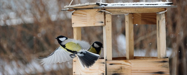 В Электрогорске пройдет экологическая акция «Покорми птиц»