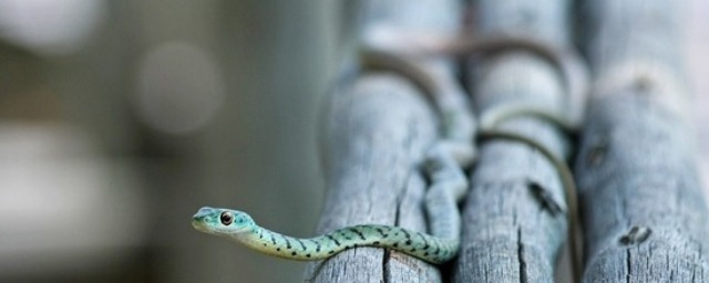 В Мьянме найден новый вид змей Myanophis из семейства Homalopsidae