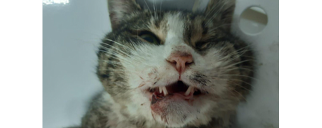 В Ставрополе коту с поврежденной челюстью сделали пластическую операцию