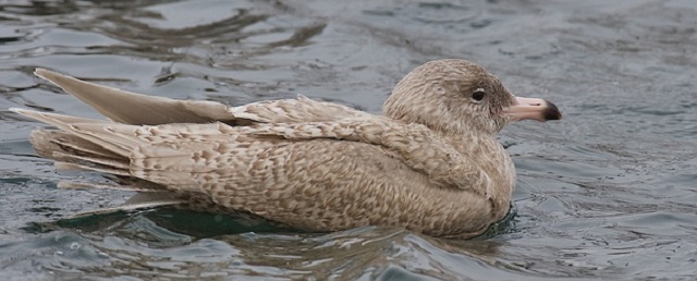 На озере Белое в Гатчине поселилась редкая птица бургомистр