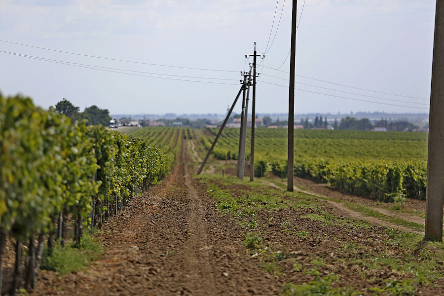 В Краснодарском крае в 2021 году заложат 1,7 тысячи гектаров молодых виноградников