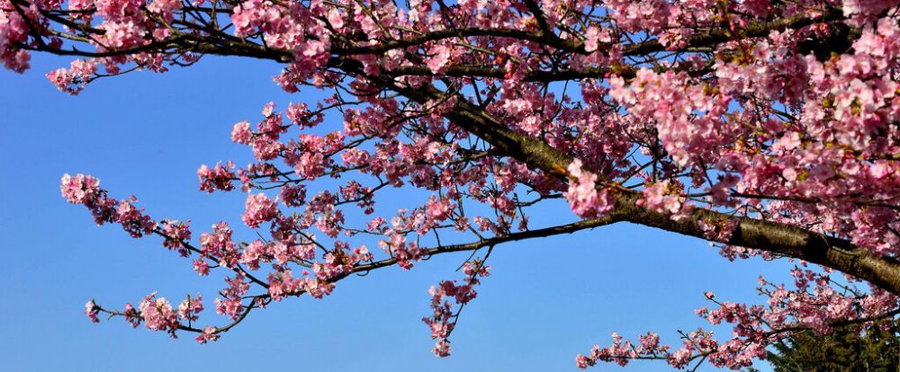 В Японии начался самый ранний сезон цветения сакуры за 1200 лет