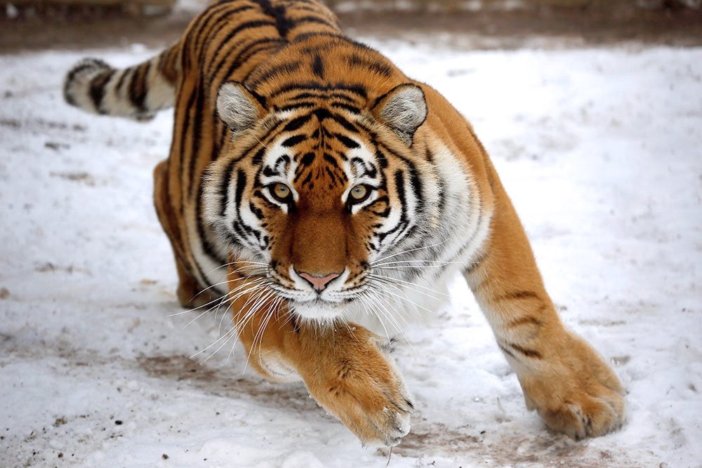 В национальном парке под Хабаровском обнаружили обезглавленного амурского тигра