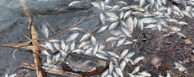 В пруду около пензенской больницы №6 массово погибла рыба