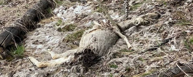 В Ужурском районе в лесу обнаружили десятки мертвых косуль