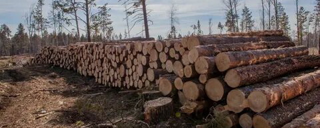 В Иркутской области трех мужчин обвинили в незаконной рубке леса на 6 млн рублей