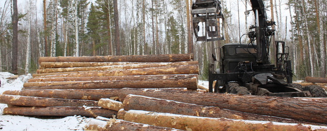 В Красноярском крае «черные лесорубы» незаконно вырубили лес на сумму более 110 млн рублей