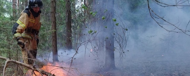 Из-за лесного пожара в Удмуртии пострадал национальный парк «Нечкинский»