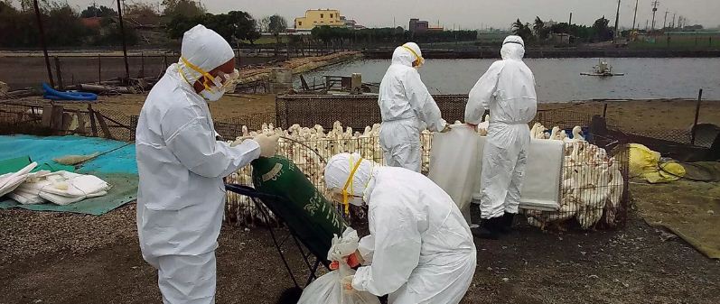 В двух областях Китая выявили очаги птичьего гриппа H5N8