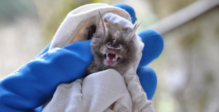 В Сочи у летучих мышей обнаружили опасные виды ковида