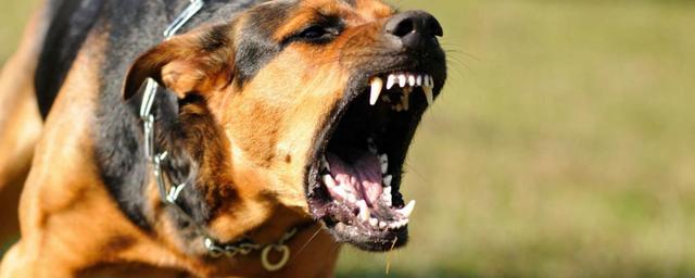 В Финляндии определили самые агрессивные породы собак