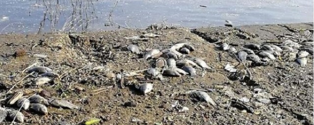 В Волгограде проверят данные о массовой гибели рыбы