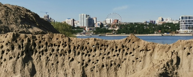 В Новосибирске сотни ласточек будут вынуждены покинуть насиженные места