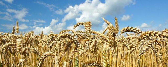 Крым планирует экспортировать пшеницу в Никарагуа