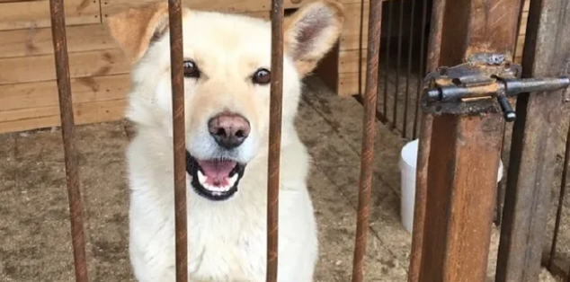 Новосибирские зоозащитники пожаловались на гибель отловленных собак от наркоза