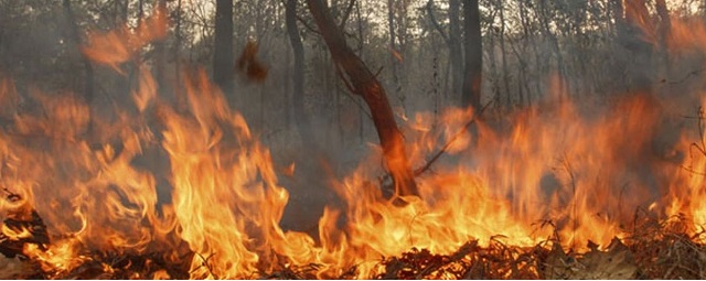 В Свердловской области борются с лесным пожаром площадью 40 га