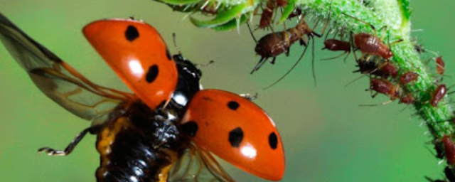 Для защиты садов и посевов от насекомых-вредителей можно использовать «запах страха»