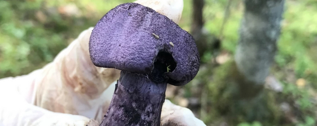 Фиолетовый краснокнижный гриб нашли в лесах Новосибирской области