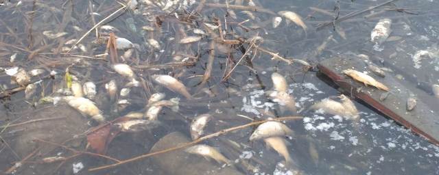 В Рязани в Ореховом озере массово гибнет рыба