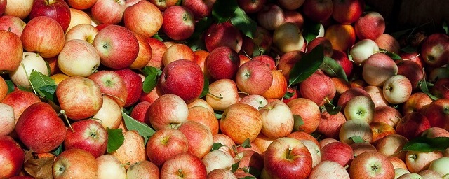 В Раменском округе установлены бункеры для сбора яблок на переработку