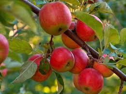 В Новосибирске после хорошего урожая в 2020 году массово гибнут яблони