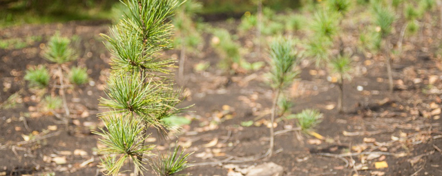 120 тысяч хвойных деревьев высадят в Новосибирской области до конца ноября