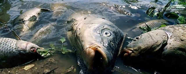 Росприроднадзор выясняет причины замора рыбы в микрорайоне Шилово на реке Воронеж