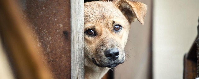 В Сургутском районе кончились деньги на отлов бездомных животных