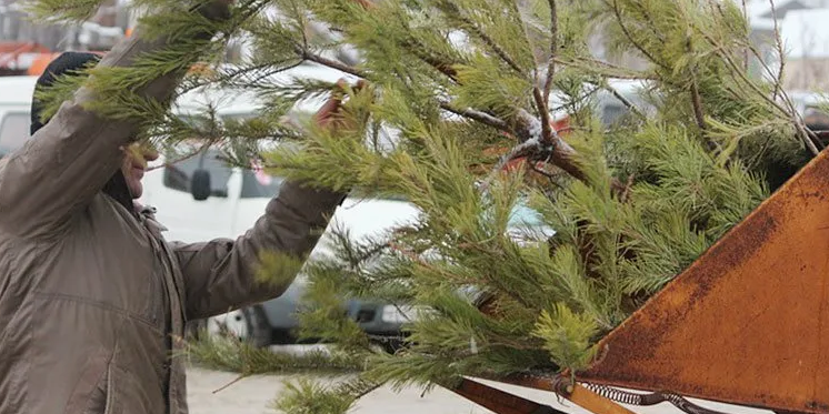 В Красногорске 15 января стартует акция «Подари своей елке вторую жизнь»