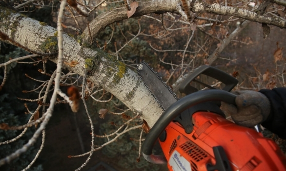 В Волгограде незаконно спили деревья, высаженные делегацией из Японии