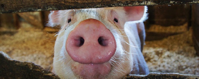 Глава Мясного союза РБ Фрейдин предложил запретить частникам разводить свиней