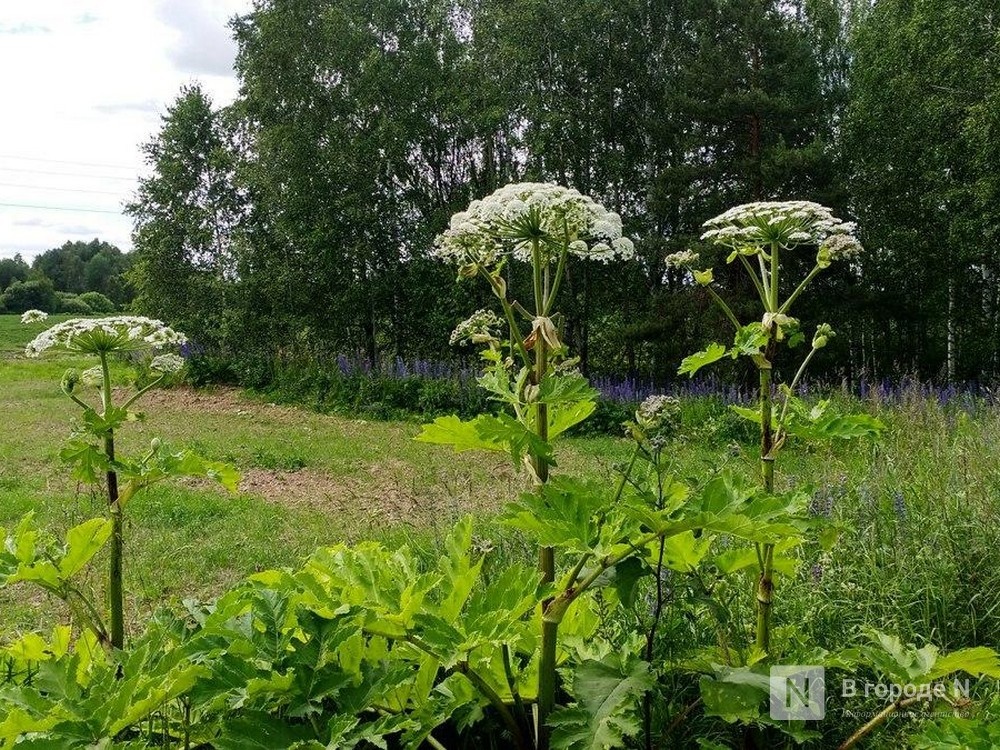 Аккумуляторы из борщевика