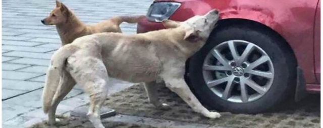 Администрация Самары оплатит ремонт поврежденного бездомными собаками автомобиля