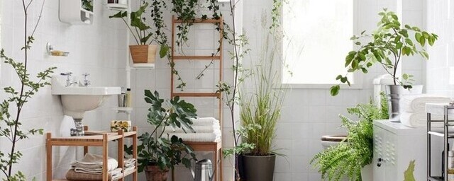 Флористы назвали несколько лучших растений для ванной комнаты