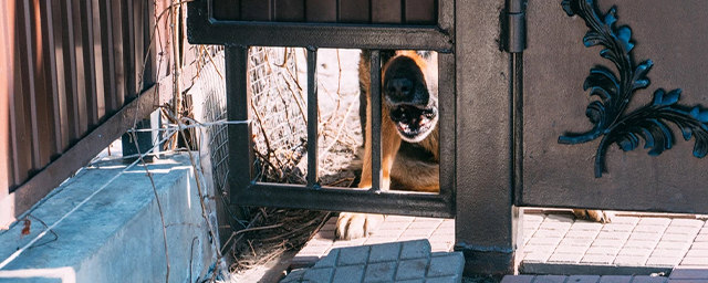 В Омске участковые педиатры будут носить с собой отпугиватели для собак